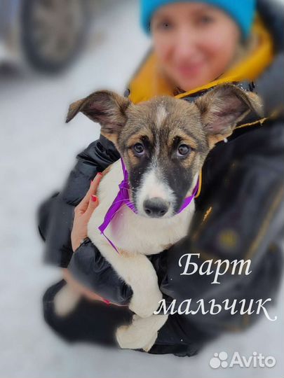 Щенки бесплатно