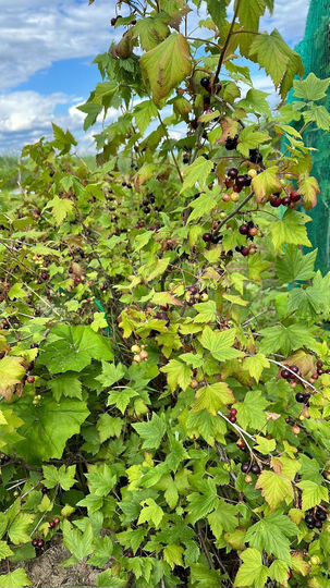 Дом 150 м² на участке 30 сот.