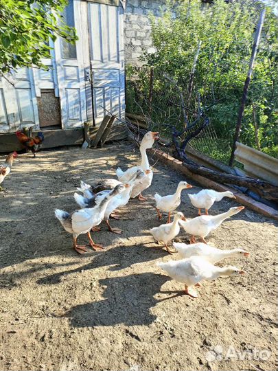 Гуси холмогоры