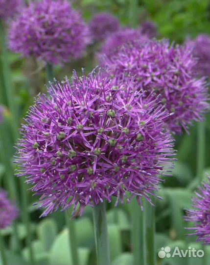 Хоста сортовая и аллиум