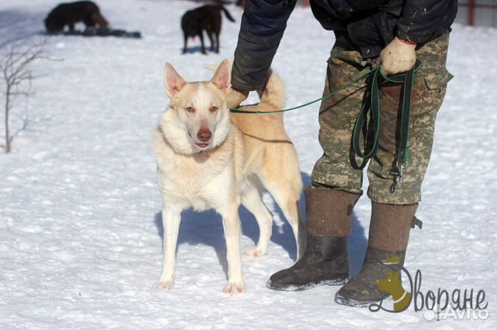 Веселый и дружелюбный Беляш