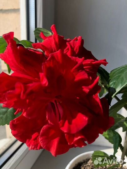 Гибискусы и другие разные цветущие