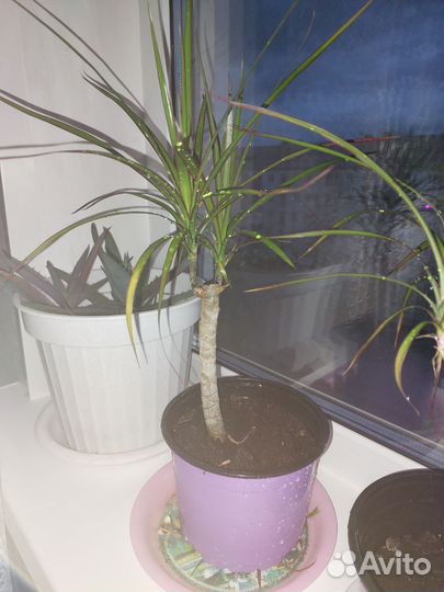 Пальма драцена