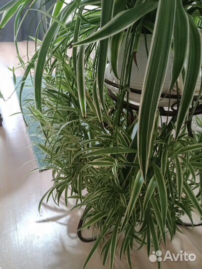 Продаю офисные цветы и растения