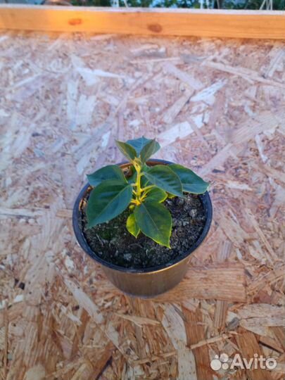 Бугенвиллия