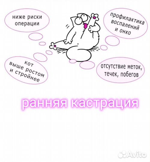 Вакцинация. Кастрация. Стерилизация передержка