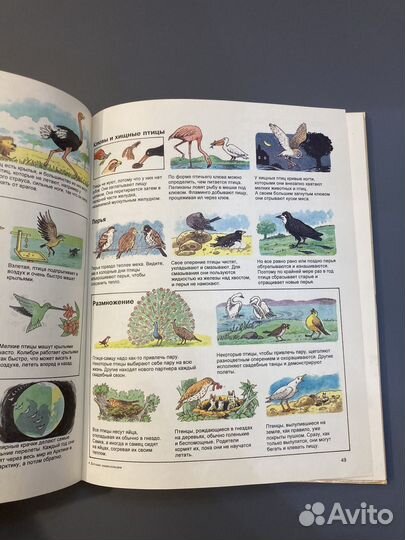 Энциклопедия детская