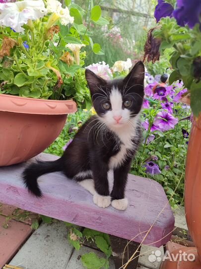 Отдадим котят в добрые руки