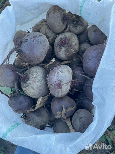 Свекла оптом