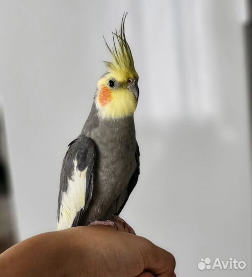 Попугай корелла с клеткой