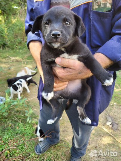 Дворовые щенки