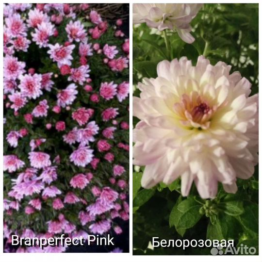 Хризантемы мультифлора и корейские