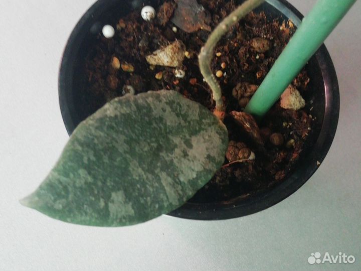 Хойя кондулата голд