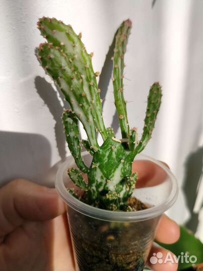 Крассулы Эхеверия Монаканта Пахифитум Суккуленты