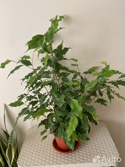 Фикус Бенджамина