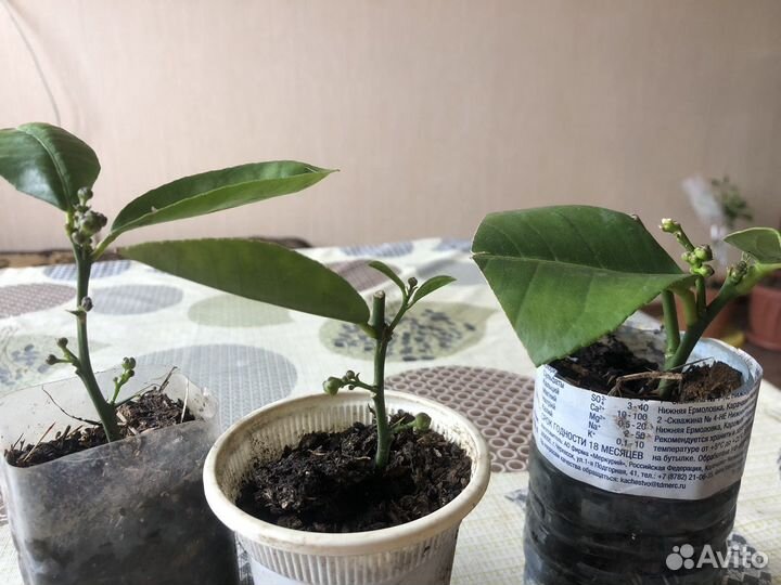 Лимон плодоносящий