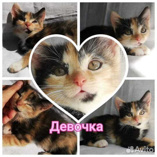 Котятушки ищут дом