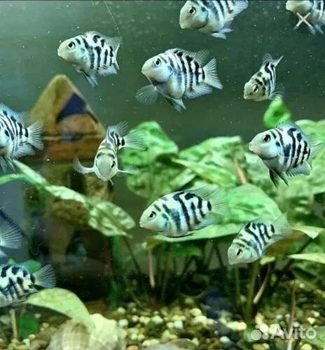 Аквариум 30 л