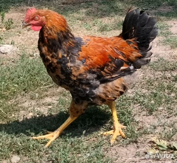 Петухи на племя или на мясо