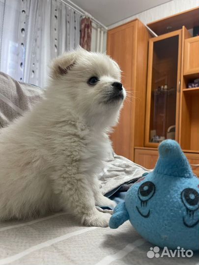 Мини Шпиц мальчик