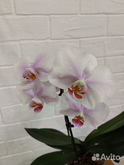 Орхидея Амстердам