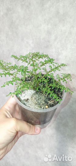 Пелея мелколистная в горшке 0.3 л