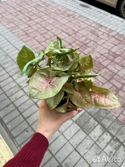 Сингониум сортовой