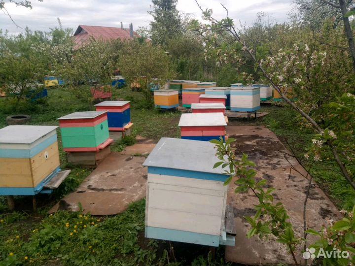 Мёд за литр 700