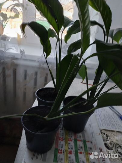 Комнатные цветы