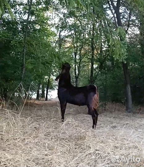 Козлик камори