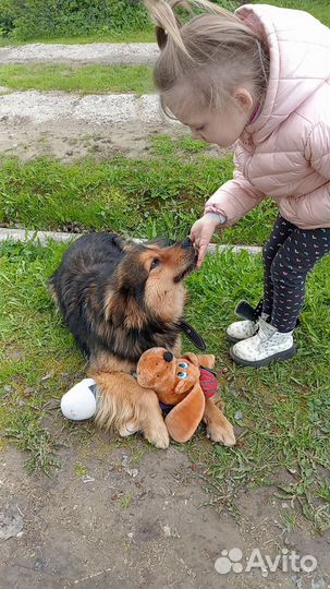 Собака в добрые руки