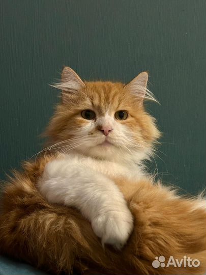 Рыжий котик