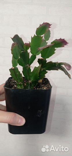 Декабрист розовый в горшке 0.4 л