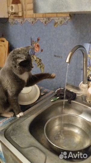 Рисунок питомца