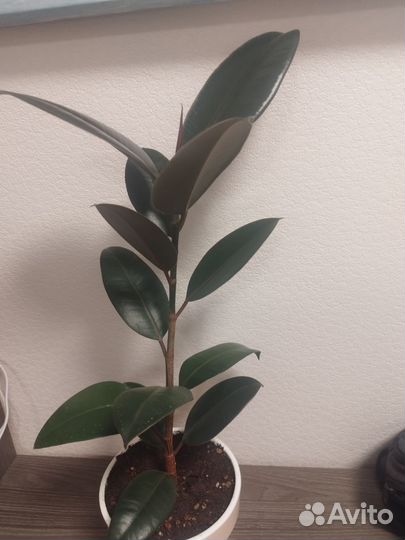 Фикус абиджан
