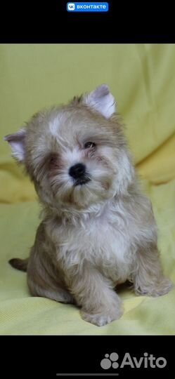 Стайка девочек