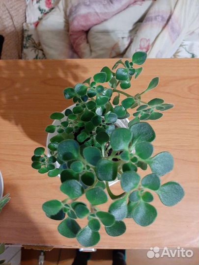 Аихризон дерево любви