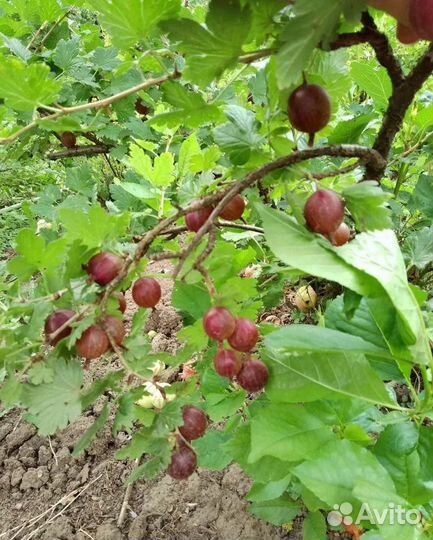 Саженцы, черенки винограда