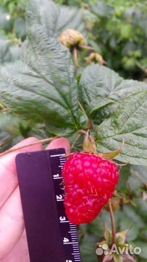 Ремонтантная малина Полька