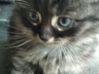 Очаровательные котята от кошки-мышеловки объявление продам