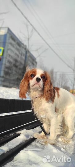 Кавалер кинг чарльз спаниель
