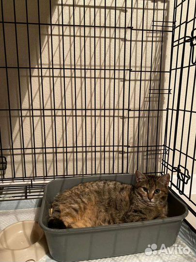 Котята, спасённые со стройки (5 мес), ищут дом