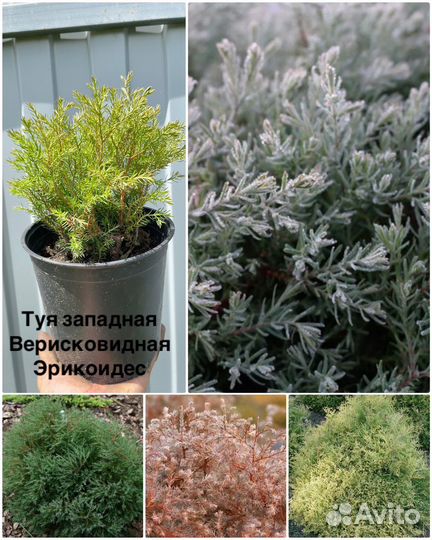 Хвойные растения