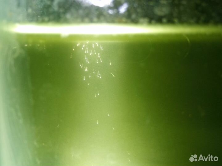 Тетраселмис (Tetraselmis)