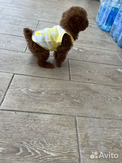 Той пудель китайский тедди