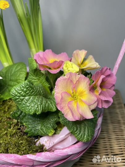 Цветы на 8 марта нарциссы с примулой