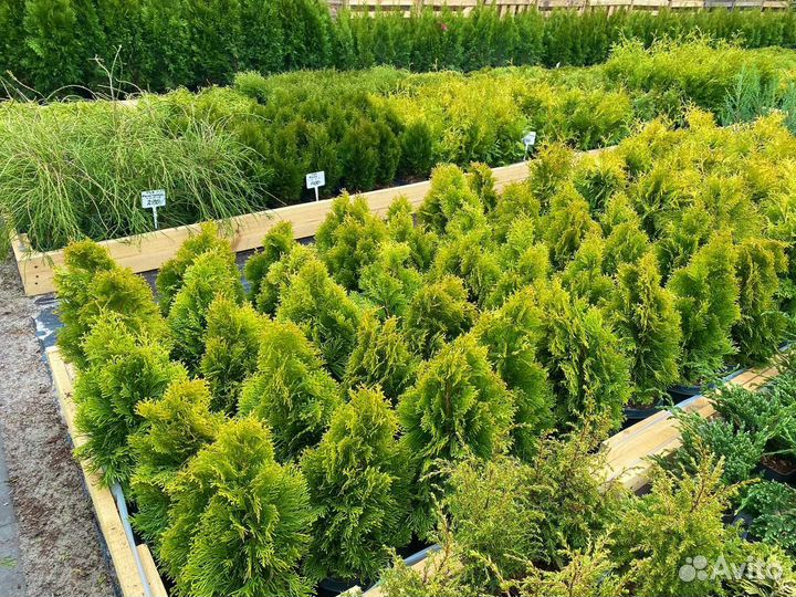 Компактные сорта туй