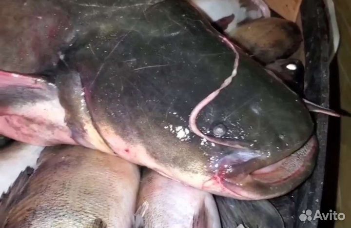 Форель, карась, сом, лещ, щука, копчёная рыба