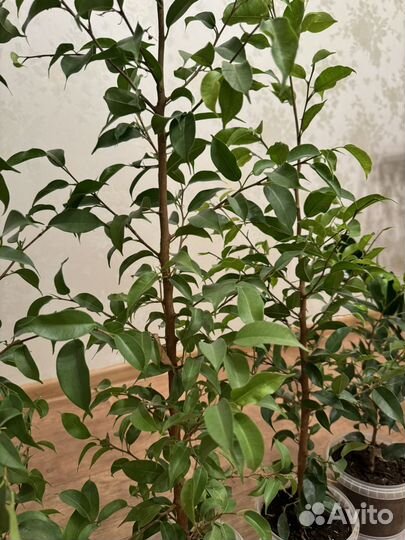 Фикус бенджамина