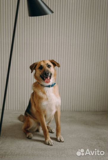 Собака в добрые руки